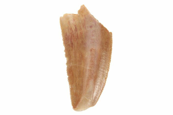 Serrated, Real Raptor Tooth - Feeding Worn Tip #235978